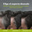 Just For Men Control Gx Grey Hair Reducer Shampoo 118 ml
