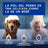Douxo Skin & Coat Spa Moult Control Shampoo for Dogs, 250 ml