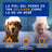 Douxo Skin & Coat Spa Detangling Spray For Dogs, 340 ml
