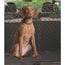 Freedog Separating Safety Net 140 X 120Cm