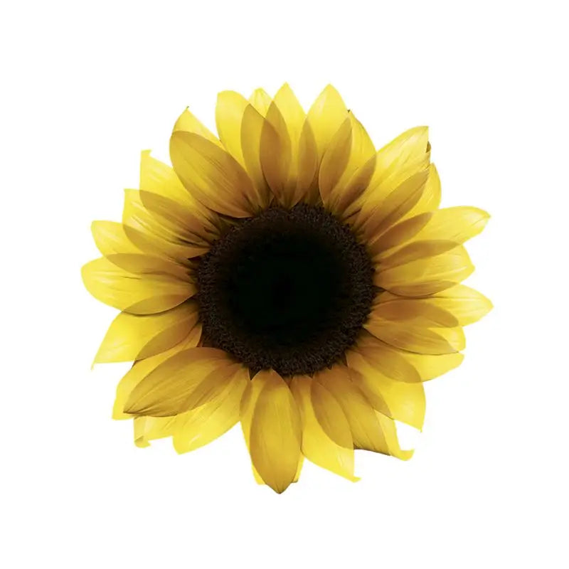 Garnier Olia Permanent Colouring Ammonia Free, Pleasant Smelling With Natural Floral Oils - Golden Blonde 7.3