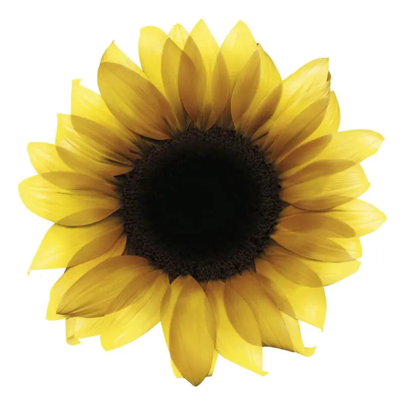 Garnier Olia Ammonia Free Permanent Colouring For A Pleasant Smell With Natural Floral Oils - Honey Blonde 8.31