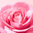 Nuxe Very Rose Lip Balm