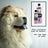 Petuxe Hypoallergenic Shampoo (Sensitive Skin). Zero%: Salt, Sulfates, Silicones,... 500 Ml
