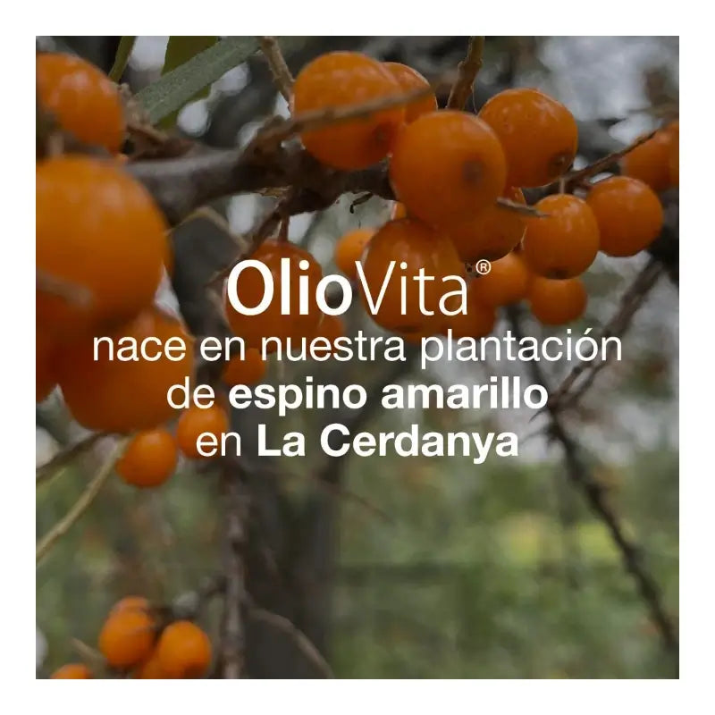 VITAE Oliovita, 60 capsules